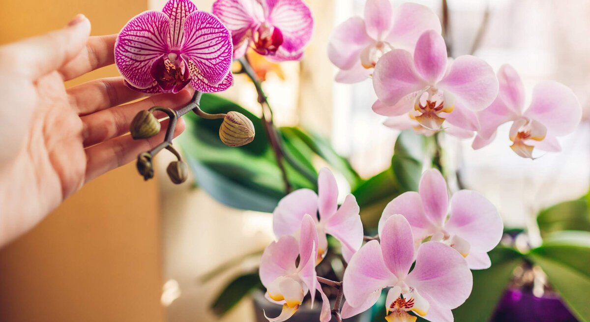 Hand an Orchideen in rosa, lila und gelb