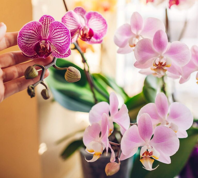 Hand an Orchideen in rosa, lila und gelb | © Adobe Stock