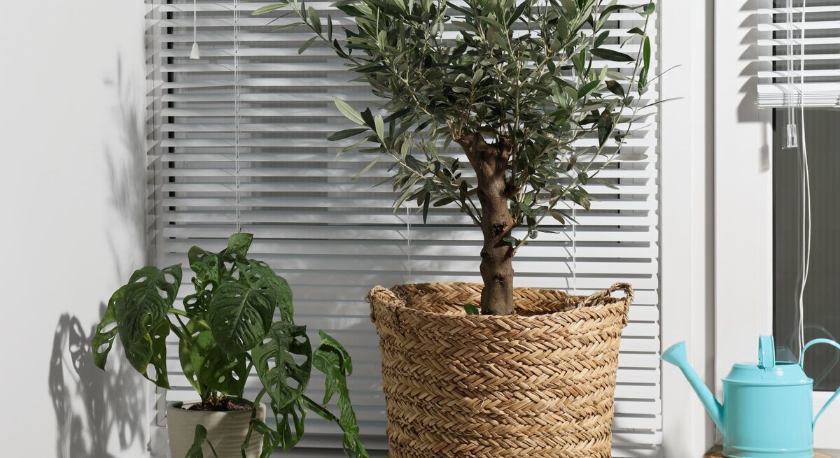 Ein kleiner Olivenbaum in einem Korb und eine Monstera-Pflanze stehen auf einer weißen Fensterbank vor geschlossenen Jalousien.