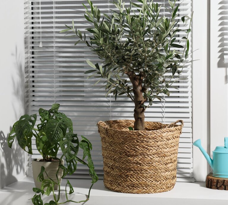 Ein kleiner Olivenbaum in einem Korb und eine Monstera-Pflanze stehen auf einer weißen Fensterbank vor geschlossenen Jalousien. | © Shutterstock/New Africa
