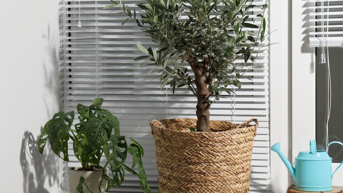 Olivenbaum berwintern: Mit 5 Tipps bersteht dein Baum den Winter