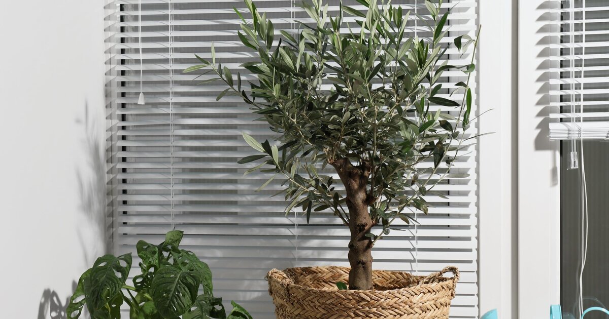 Olivenbaum berwintern: Mit 5 Tipps bersteht dein Baum den Winter