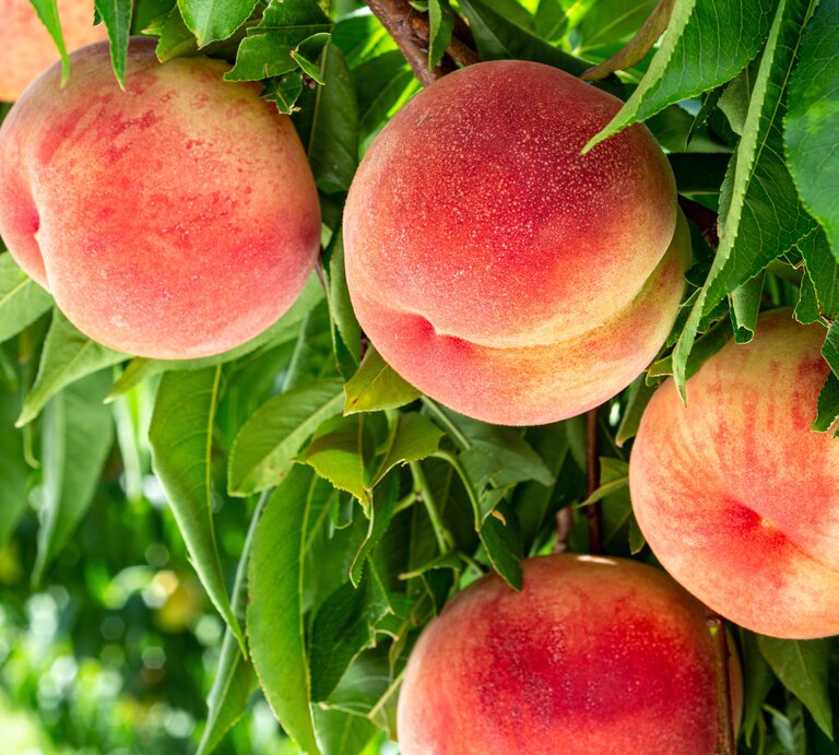 Pfirsiche an einem Baum, der in der Sonne steht | © AdobeStock / billyfam
