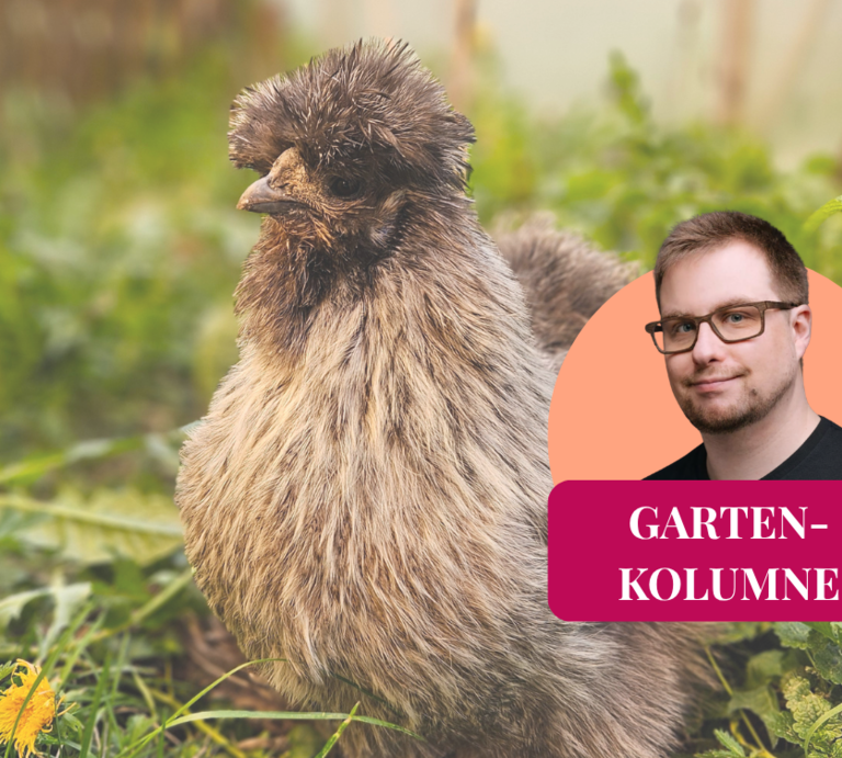 Ein dunkles Seidenhuhn auf einer Wiese mit dem Kolumnen-Symbol | © Mattias Nemeth