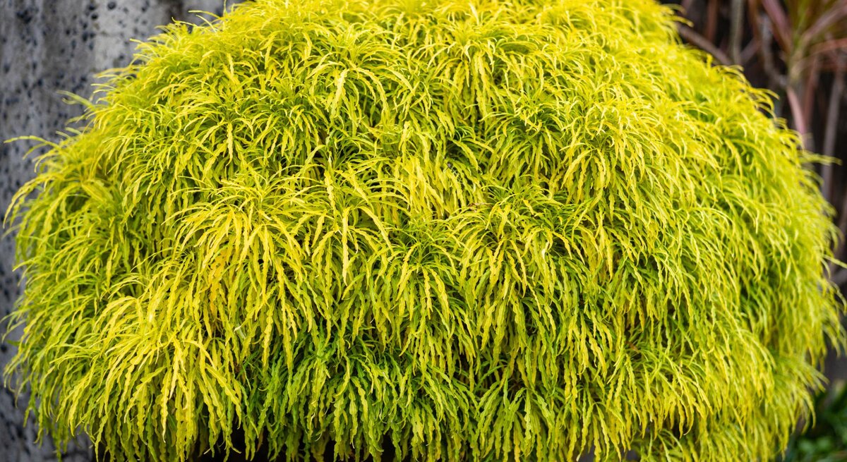 Ein Fächerahorn (Acer palmatum) im Garten mit feinen hellgrünen Blättern. 