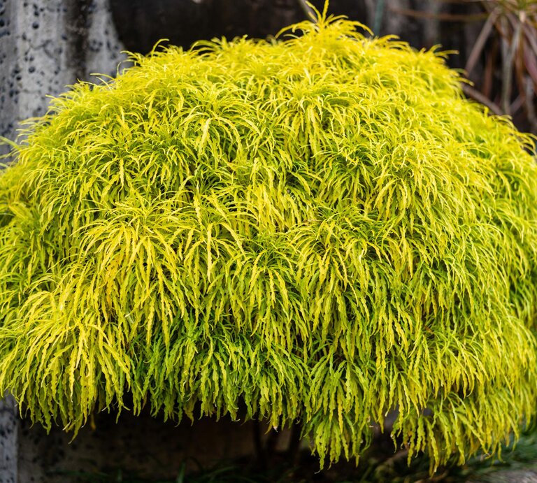 Ein Fächerahorn (Acer palmatum) im Garten mit feinen hellgrünen Blättern.  | © Getty Images