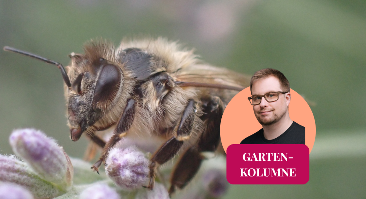 Die Nahaufnahme einer Carnica-Honigbiene mit einem Kolumnen-Logo.