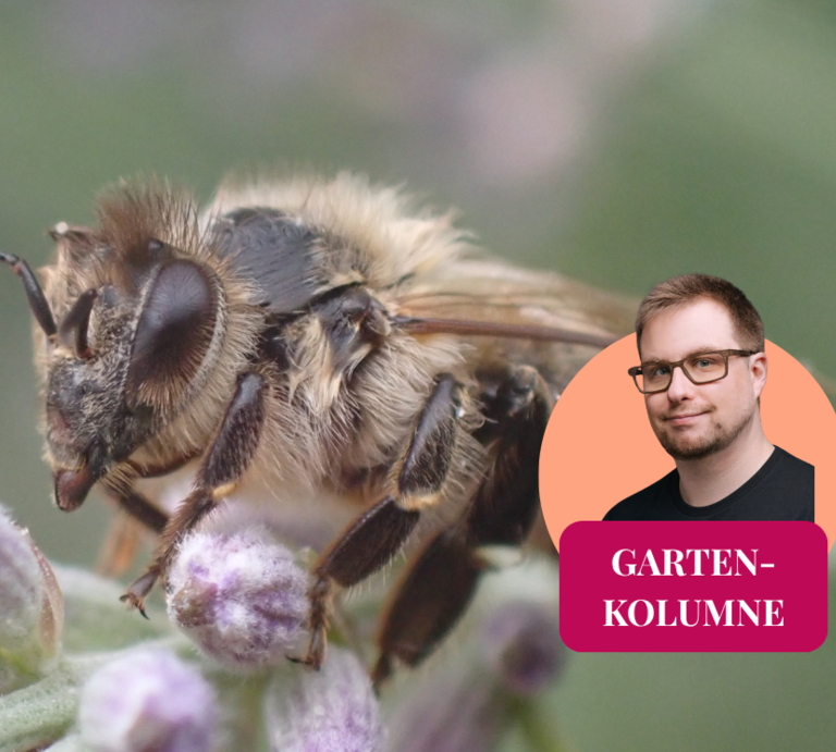 Die Nahaufnahme einer Carnica-Honigbiene mit einem Kolumnen-Logo. | © Mattias Nemeth