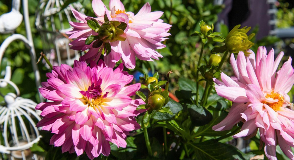 Rosa Dahlien im Garten. 