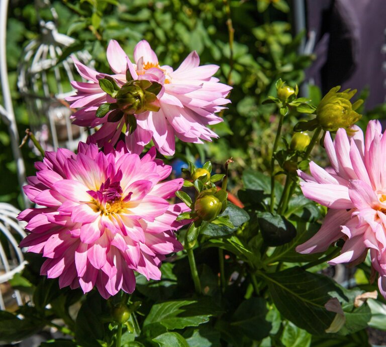 Rosa Dahlien im Garten.  | © Getty Images