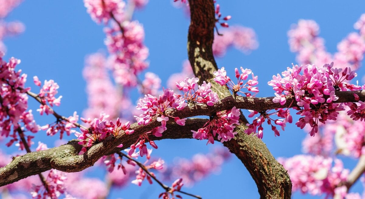 Rosa Blüten an den Ästen des Judasbaums. 
