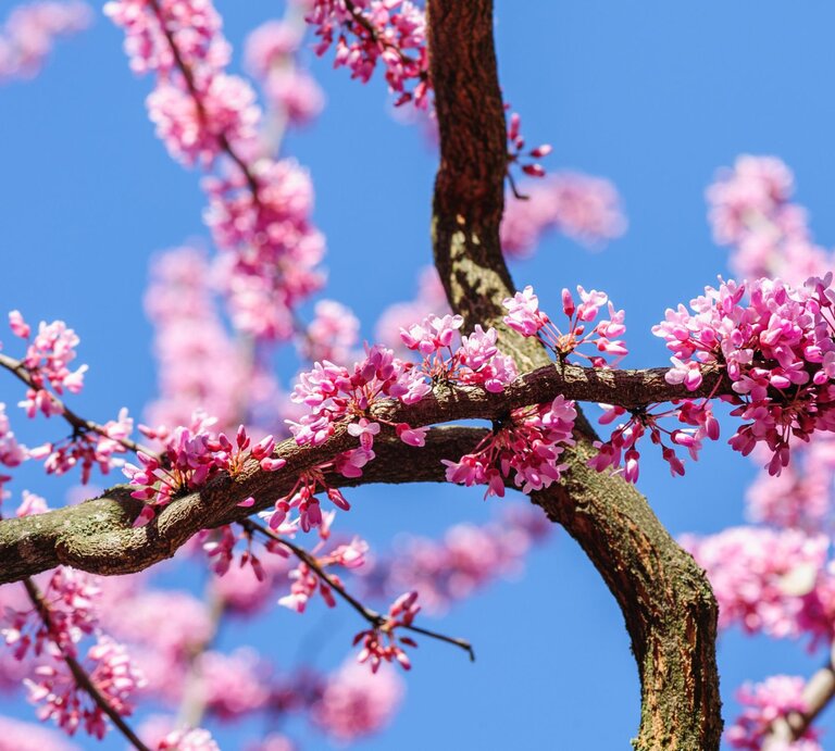 Rosa Blüten an den Ästen des Judasbaums.  | © Getty Images