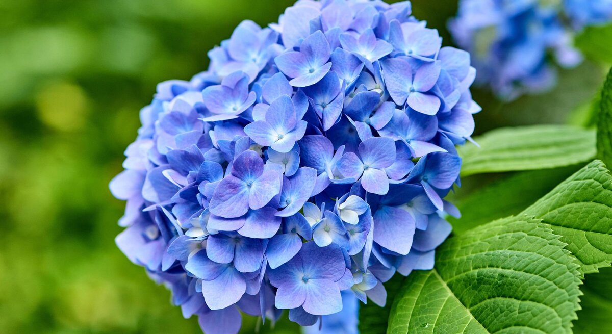Blaue Blüte einer Hortensie. 