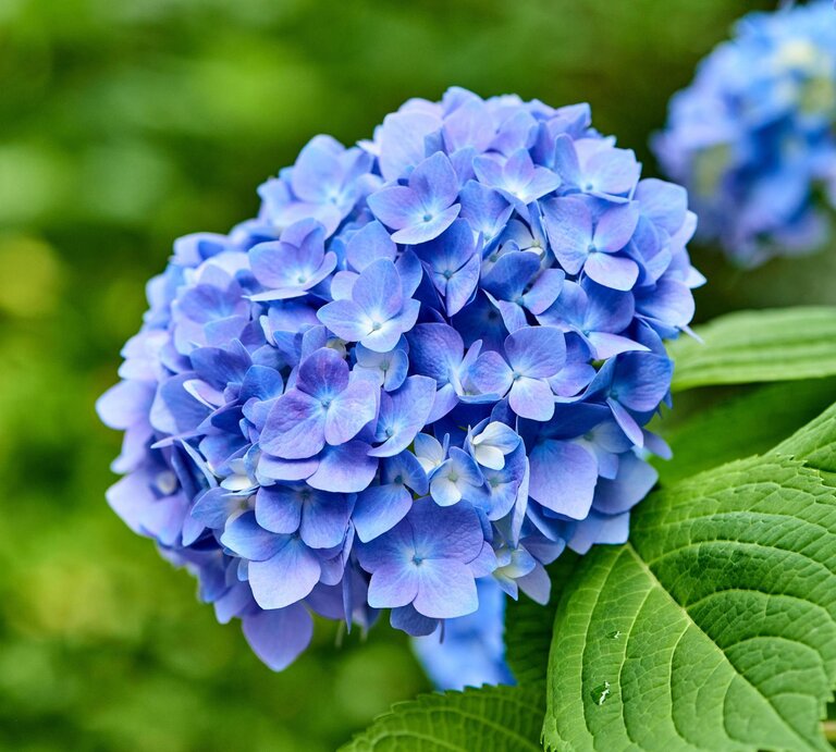 Blaue Blüte einer Hortensie.  | © Getty Images