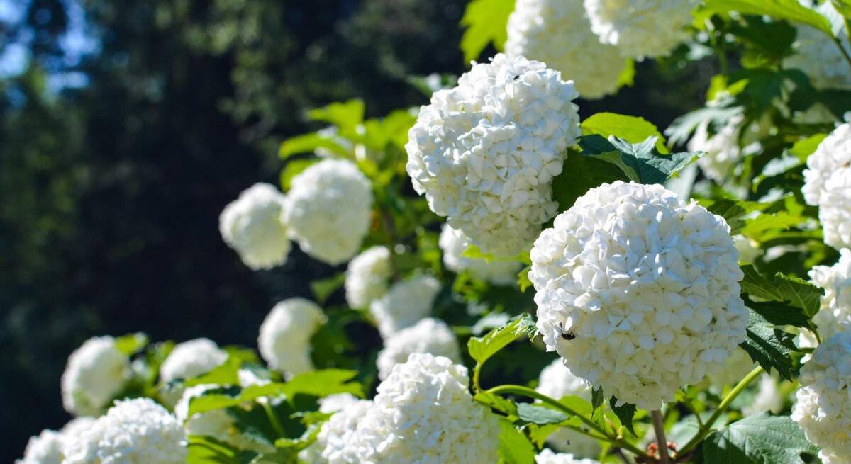 Eine weiße Schneeballhortensie im Garten in Nahaufnahme. 