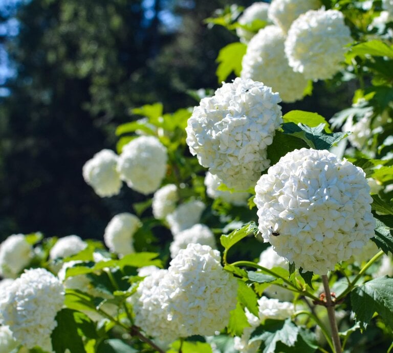 Eine weiße Schneeballhortensie im Garten in Nahaufnahme.  | © Getty Images