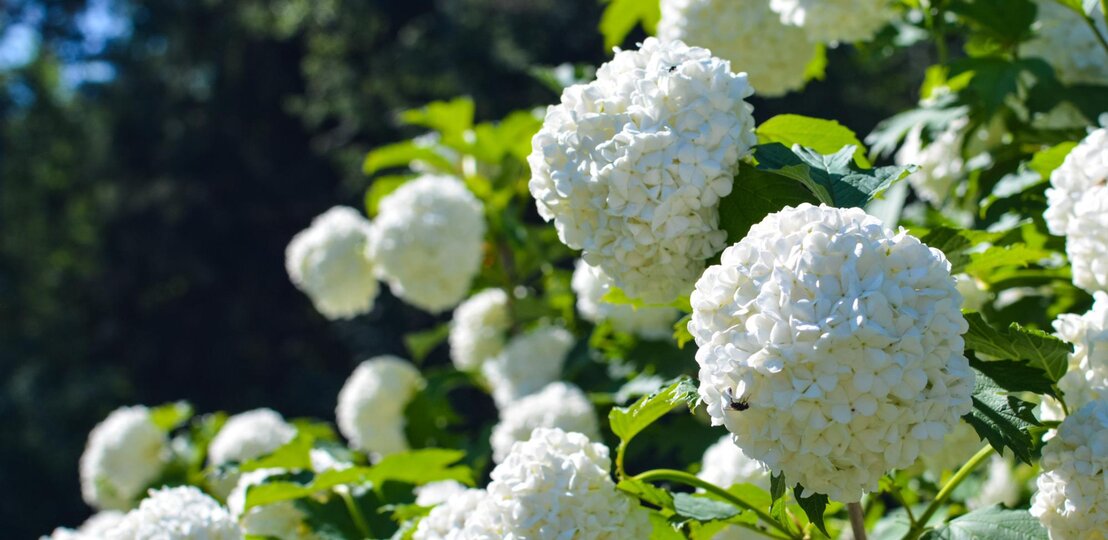 Eine weiße Schneeballhortensie im Garten in Nahaufnahme.  | © Getty Images