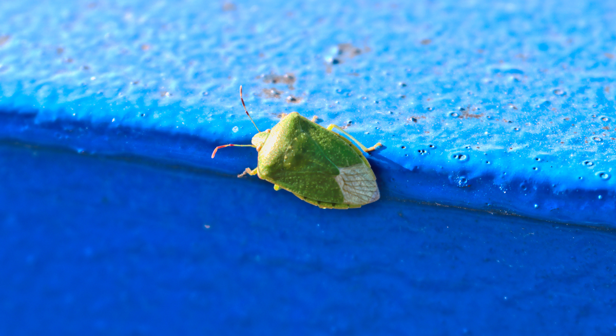 Eine grüne Wanze mit länglichem Körper sitzt auf einer kantigen, blau lackierten Oberfläche im Sonnenlicht.