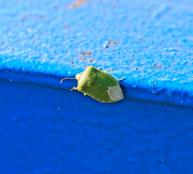 Eine grüne Wanze mit länglichem Körper sitzt auf einer kantigen, blau lackierten Oberfläche im Sonnenlicht. | © Canva