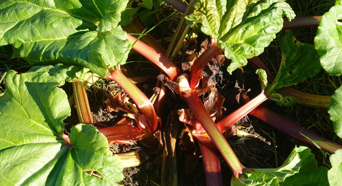 Eine Rhabarber-Pflanze im Garten in Nahaufnahme. 