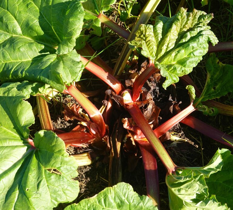 Eine Rhabarber-Pflanze im Garten in Nahaufnahme.  | © Getty Images