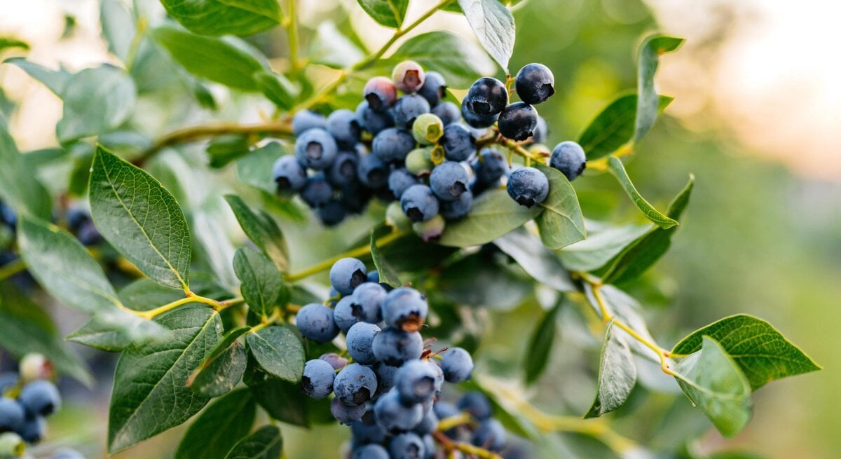 Nahaufnahme von Heidelbeersträuchern und den Beeren in der Natur. 