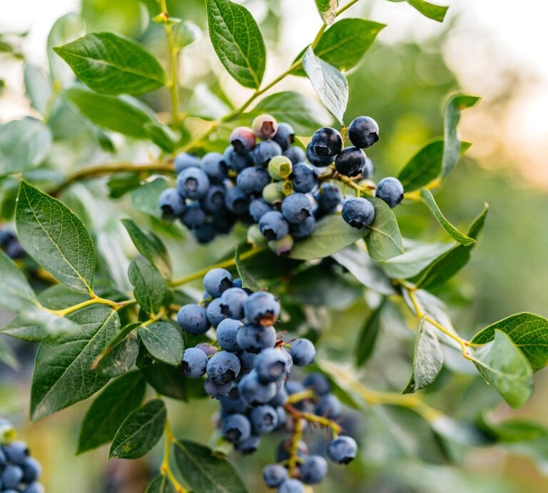 Nahaufnahme von Heidelbeersträuchern und den Beeren in der Natur.  | © Getty Images