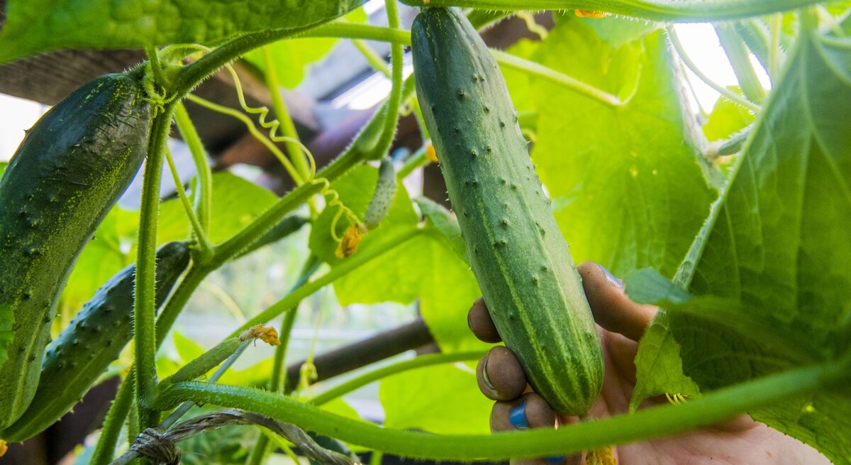 Eine Hand hält eine Gurke mit Blüte an der Gurkenpflanze.