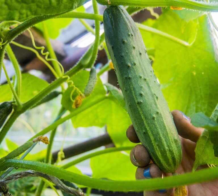 Eine Hand hält eine Gurke mit Blüte an der Gurkenpflanze. | © 	gettyimages/ Aleksander Rubtsov