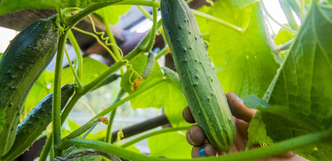 Eine Hand hält eine Gurke mit Blüte an der Gurkenpflanze. | © 	gettyimages/ Aleksander Rubtsov