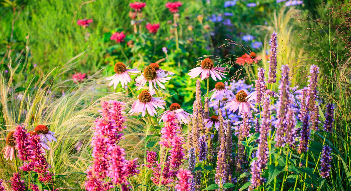 Blühendes Staudenbeet im Sommer