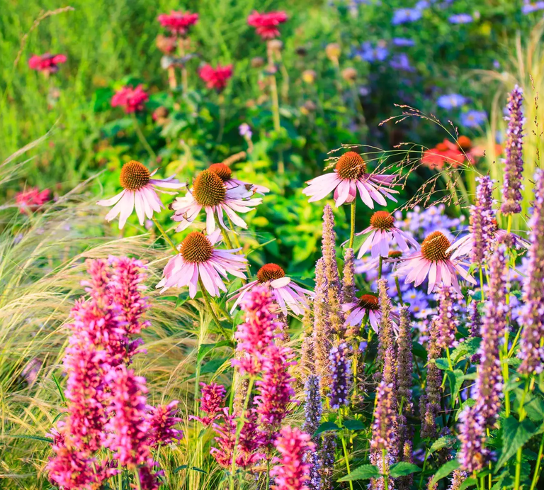 Blühendes Staudenbeet im Sommer | © Getty Images
