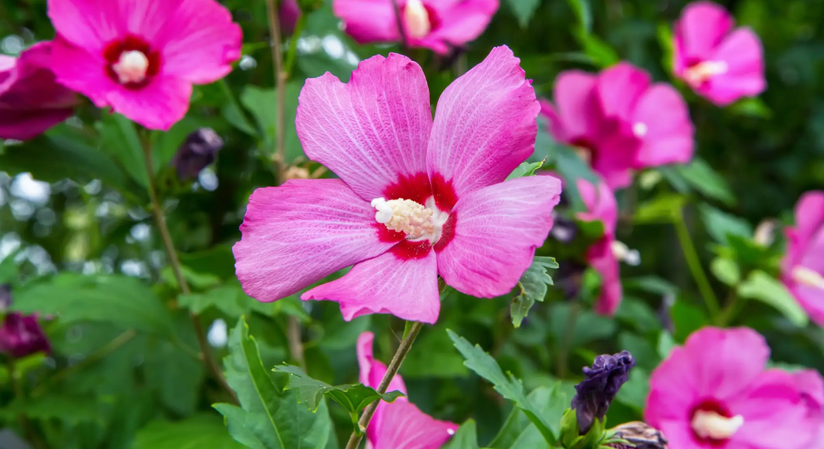 Rosa Garteneibisch