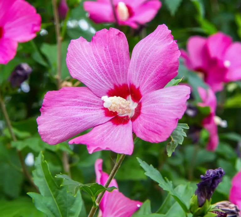 Rosa Garteneibisch | © Getty Images