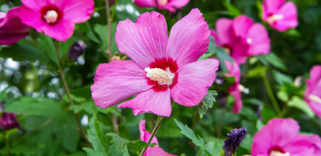 Rosa Garteneibisch | © Getty Images