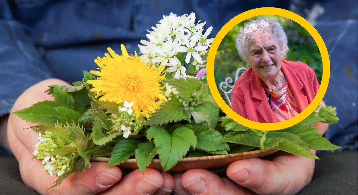 Hände mit essbarem Unkraut, daneben Bild von einer 102-jährigen Frau