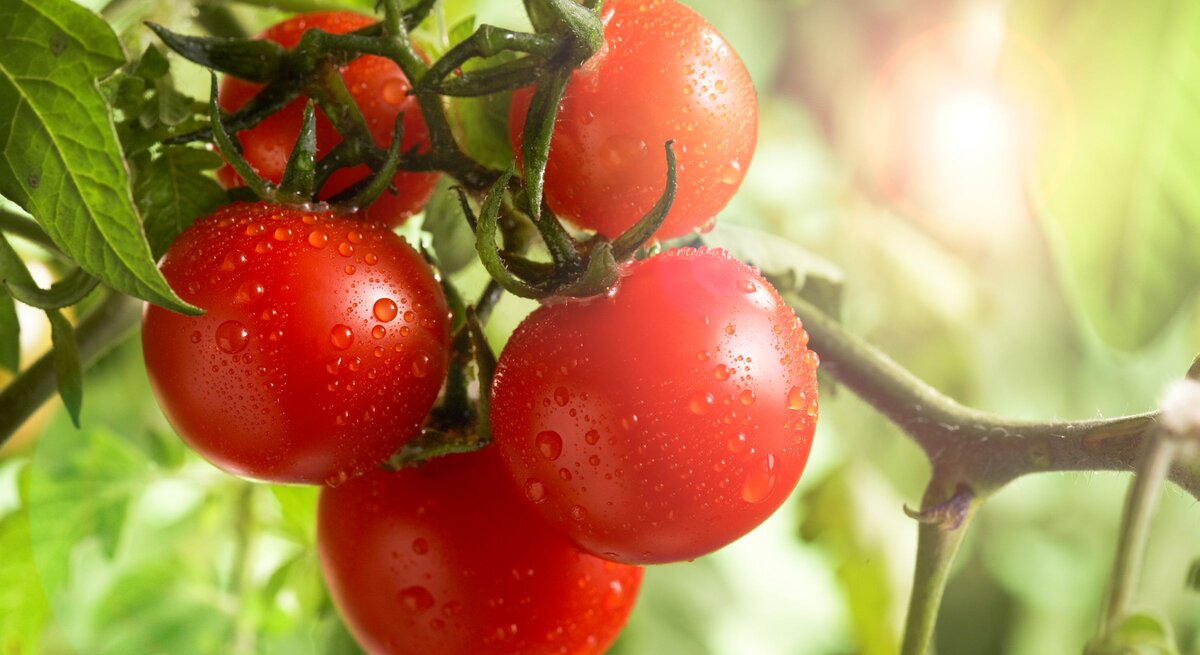 Reife rote Tomaten hängen an grüner Ranke, bedeckt mit Wassertropfen, im so warmen Sonnenlicht vor unscharfem Blattwerk.