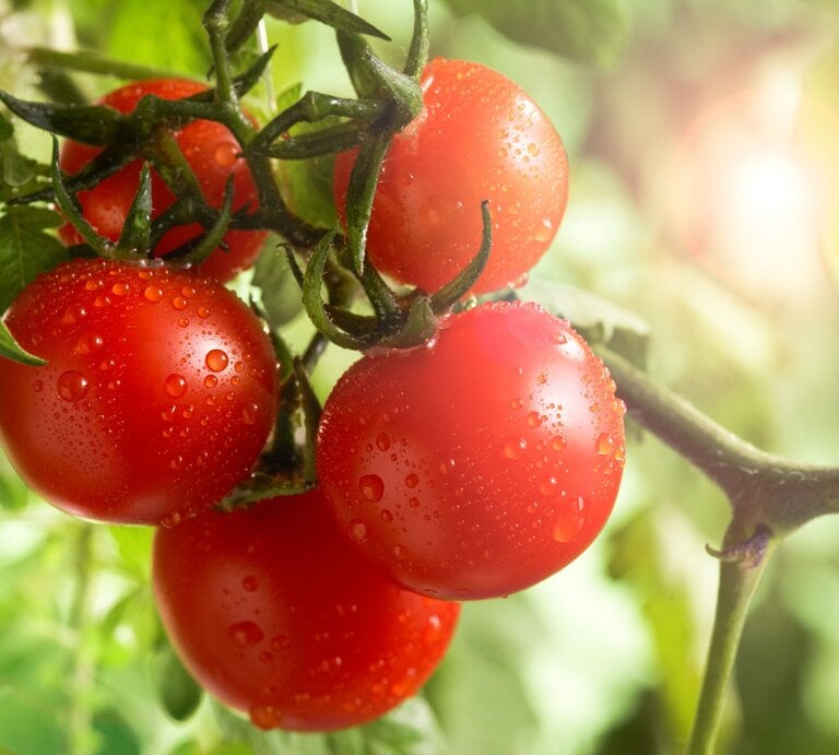 Reife rote Tomaten hängen an grüner Ranke, bedeckt mit Wassertropfen, im so warmen Sonnenlicht vor unscharfem Blattwerk. | © GettyImages/Laurie Rubin