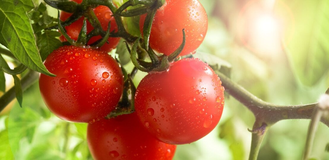 Reife rote Tomaten hängen an grüner Ranke, bedeckt mit Wassertropfen, im so warmen Sonnenlicht vor unscharfem Blattwerk. | © GettyImages/Laurie Rubin