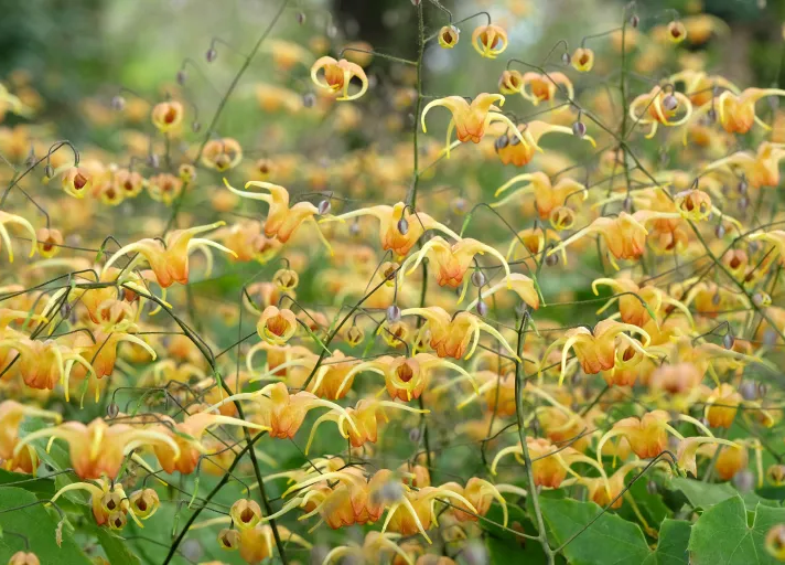 Gelbe Elfenblume | © Adobe Stock