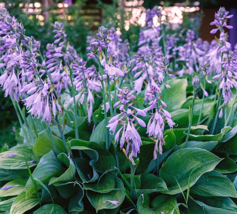 Funkien mit lila Blüten | © Adobe Stock