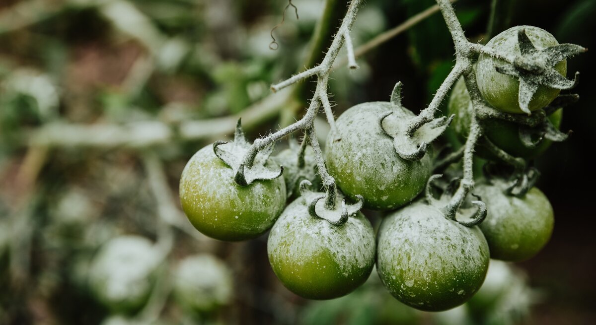 Zu sehen sind noch grüne Tomatenpflanzen, die Frost bekommen haben