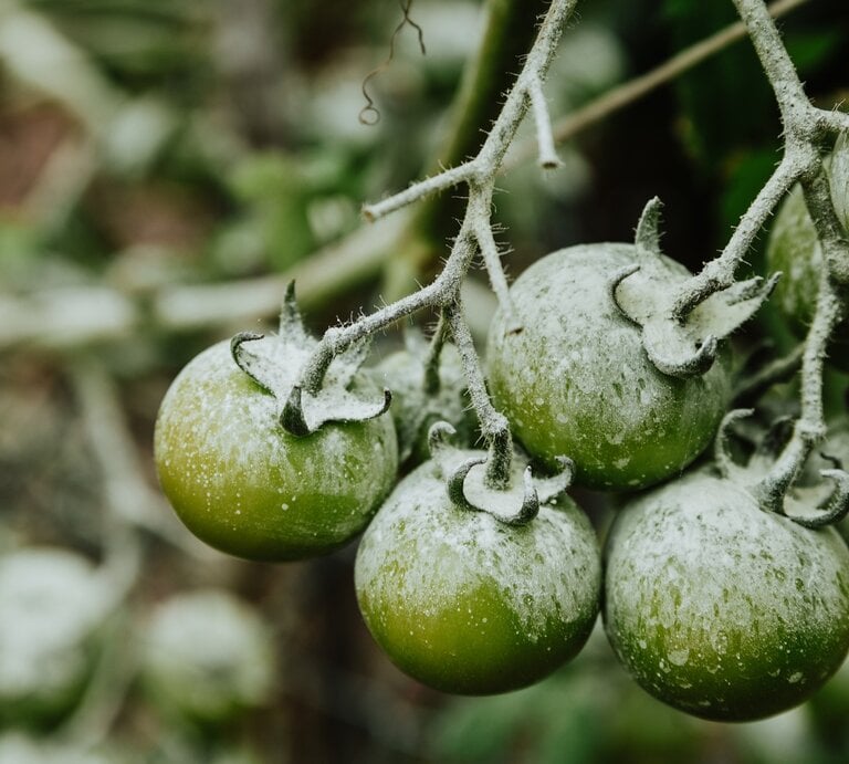 Zu sehen sind noch grüne Tomatenpflanzen, die Frost bekommen haben | © GettyImages/Wirestock