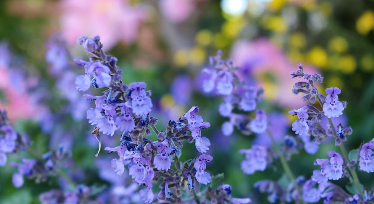 Zarte violette Blüten wiegen sich im sommerlichen Garten vor verschwommenen rosa und gelben Blumen im Hintergrund.