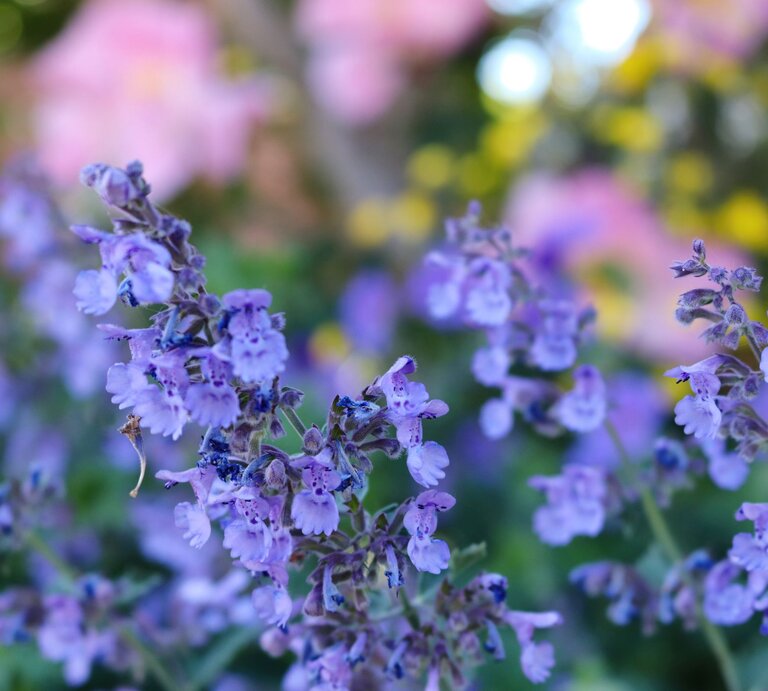 Zarte violette Blüten wiegen sich im sommerlichen Garten vor verschwommenen rosa und gelben Blumen im Hintergrund. | © GettyImages/Katrin Ray Shumakov