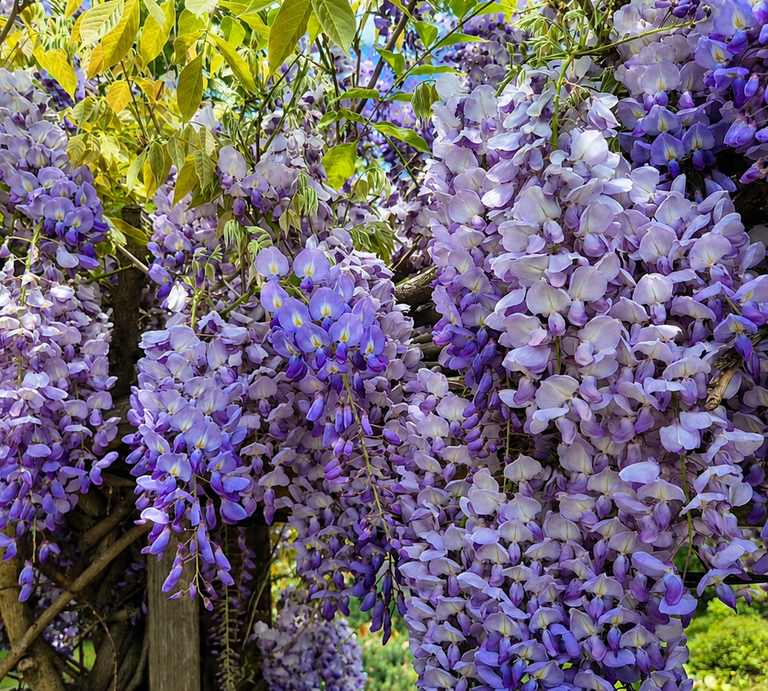 Zu sehen ist ein violet blühender Blauregen | © Laura Jordan