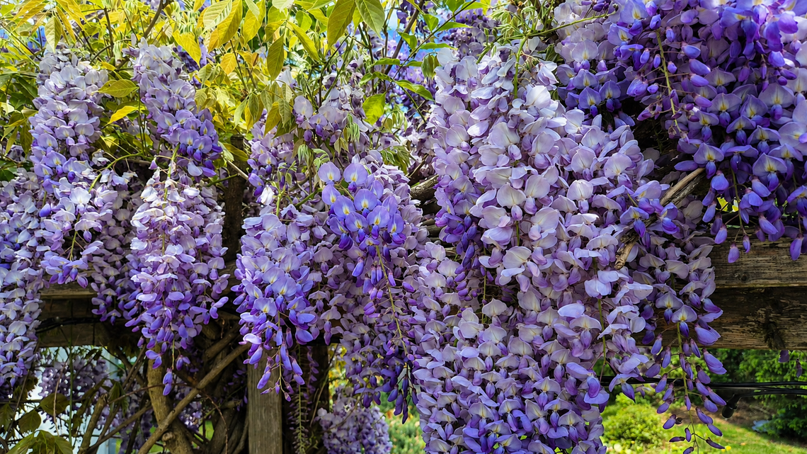 Blauregen im Garten: wunderschn, giftig und extrem wuchernd