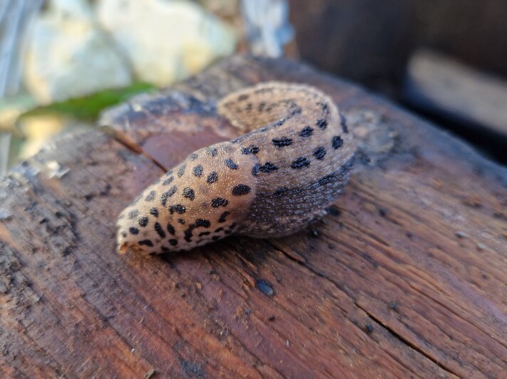 Ein ausgewachsener Tigerschnegel auf Holz.  | © Mattias Nemeth