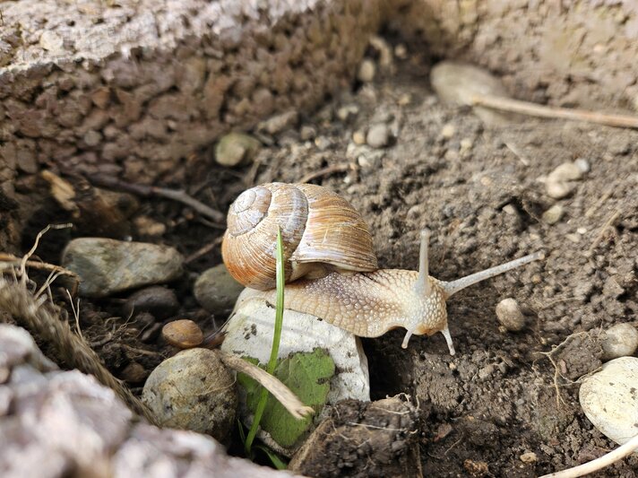 Eine Weinbergschnecke in einem leeren, roten Pflanzstein. | © Mattias Nemeth