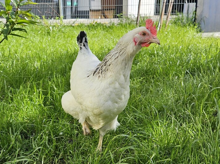 Ein weißes Sussex-Huhn auf einer Wiese.  | © Mattias Nemeth
